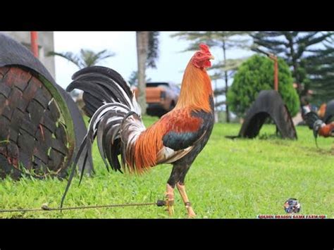 golden dragon gamefarm 888 price list|Antonio Burburan .